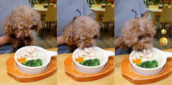 森林小徑精誠店对宠物超友善